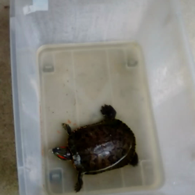 地震後のトラボルタの画像