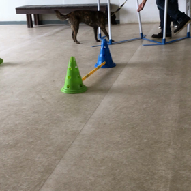 すいらんグリーンパーク2(アジリティ編)の画像