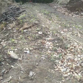 昨日山に行ったら猟友会の人が猪射止めてましたの画像