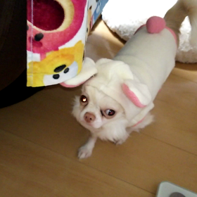 愛犬。新しいうさちゃんの服の画像