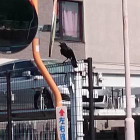 ・今朝、ウォーキングしてたら♪の画像