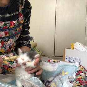 とうふベビーのご飯タイムの画像