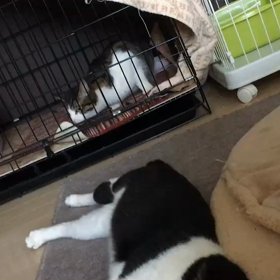 いやーんマロの画像