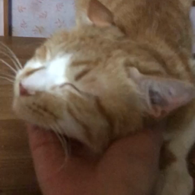 アンジュちゃんの至福の時の画像