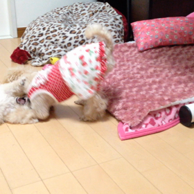 ぱぁる 生後2ヶ月〜3ヶ月 動画。。の画像