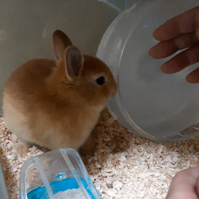 ラテとむぎ急接近の画像