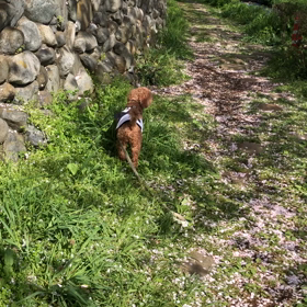 将(まさ)散歩 多摩川 二ヶ領用水 桜舞うの画像