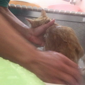 ランくん、爪切り、シャンプー終了！の画像