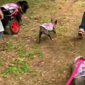 車椅子    股関節形成不全の画像