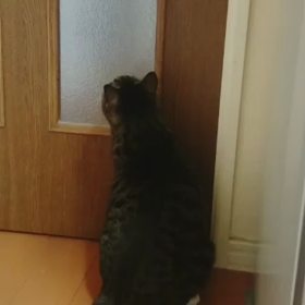 くう7歳（おまけ）の画像