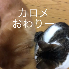 三太郎の日、台風って….、あれ？台風で仕事休み？朝から大慌て…チップとデールの動画の画像