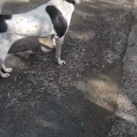 ダージャ愛用の微生物スプレーの画像