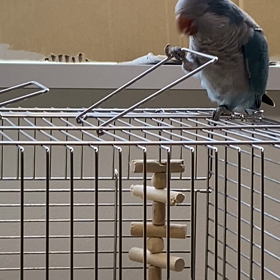 ボサボサの時はの画像