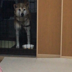 なんか…しゃべってます？の画像