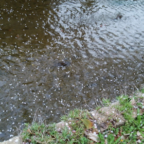 玉串川の鯉の画像