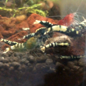 えび少な！の画像