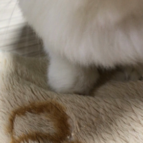 怒らないで〜の画像