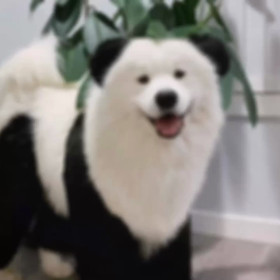 Shima散歩TOKYO世界のワンちゃんピックアップの画像