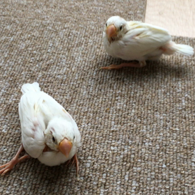 大家族〜の画像