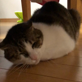 日赤でCTの朝…おかあしゃん怒ってるにゃ↓の画像