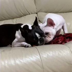 Getだぜっ。の画像