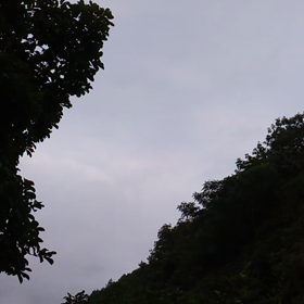 また、ヒグラシ&アブラゼミの画像