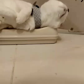 耐える「いち」の画像