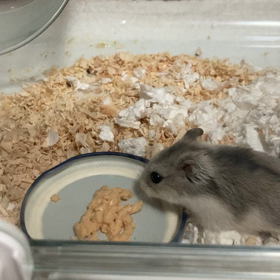 ぴゅーれmovieの画像