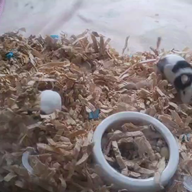 パンダマウスの画像