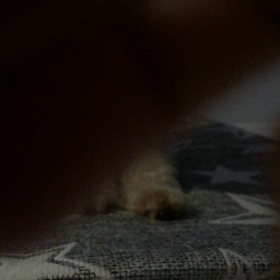 プー動画の画像