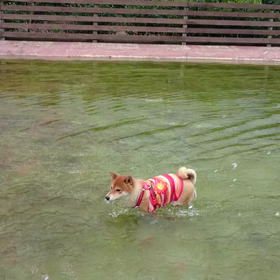 プール あられの巻の画像