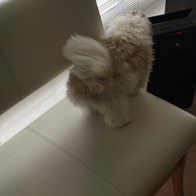 まりん悪性リンパ腫とともに生きる１８ 緊急報告。の画像