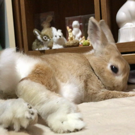 うたちゃんの画像