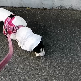 「あっぱー」の散歩の画像