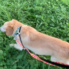 8月2日10わんこと1時間30分遠足　代々木公園の画像