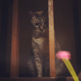 タンゴさんと遊ぶならの画像