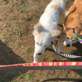 3月18日8わんこと2時間30分遠足　　代々木公園の画像