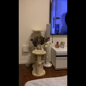 大好きな熊のぬいぐるみ持ってきてくれる猫の画像