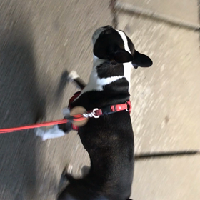 歩き方が変わってきました♀️の画像