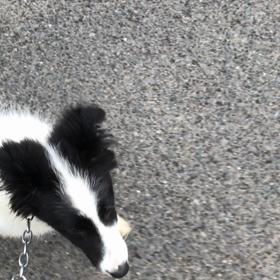 4カ月ボーダーコリーの画像