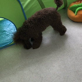 ♪プレイルーム動画♪①の画像