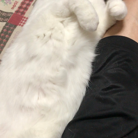 オネダリスタイルの画像