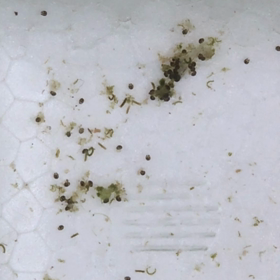 これは…(・◇・)？？の画像