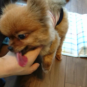 大丈夫です＋あずきは朝の運動の画像