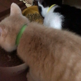 朝から男子チームは食欲旺盛！の画像