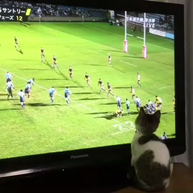 ラグビー観戦の画像