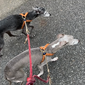 前庭疾患14日後の画像