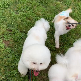 6月6日8わんこと2時間30分遠足　　代々木公園の画像