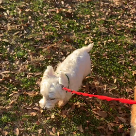 12月14日10わんこと2時間遠足　　代々木公園の画像