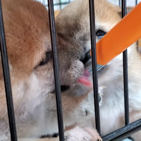 柴ちゃんご予約いただきました(^^♪の画像